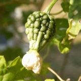 Bitter Melon Extract/Momordica charantia